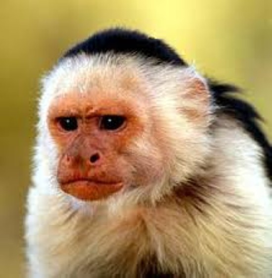 những hình ảnh con khỉ dễ thương